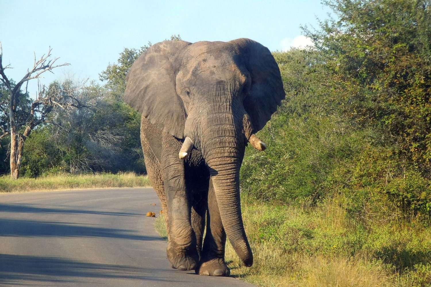 kruger éléhphant