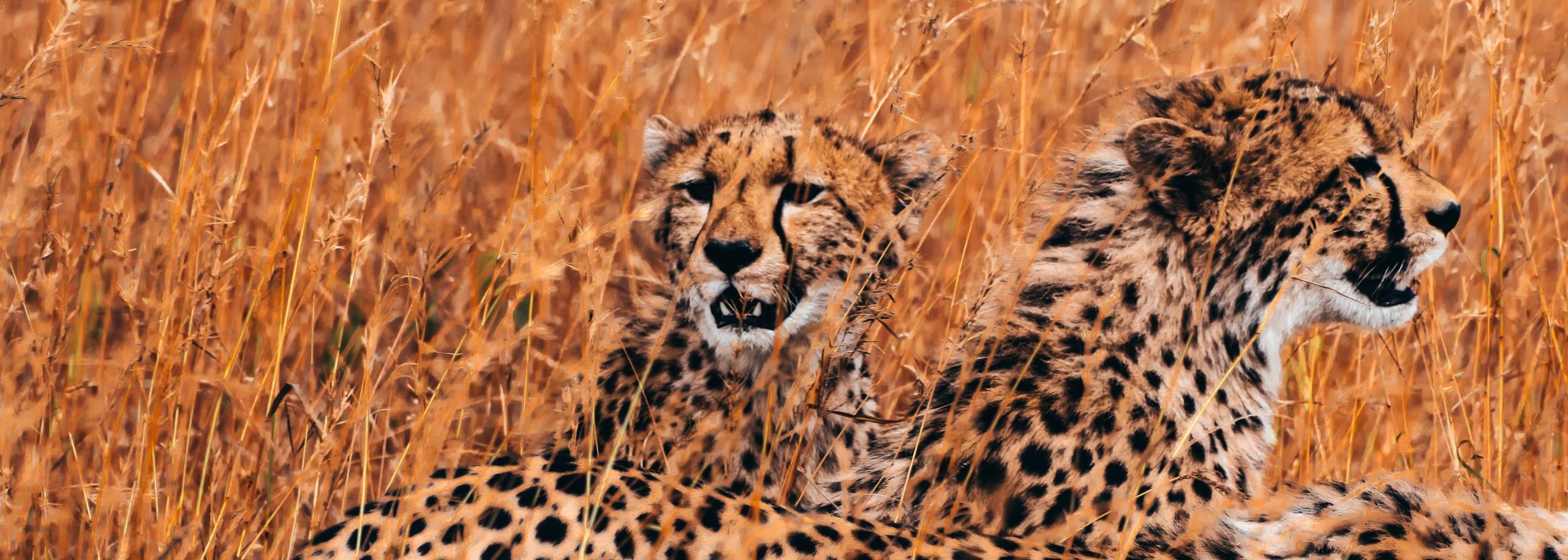 cheetah