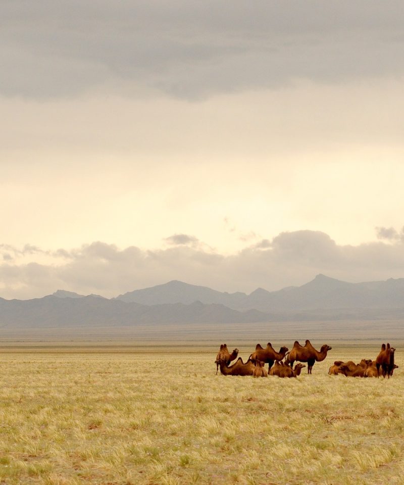 steppe mongolie