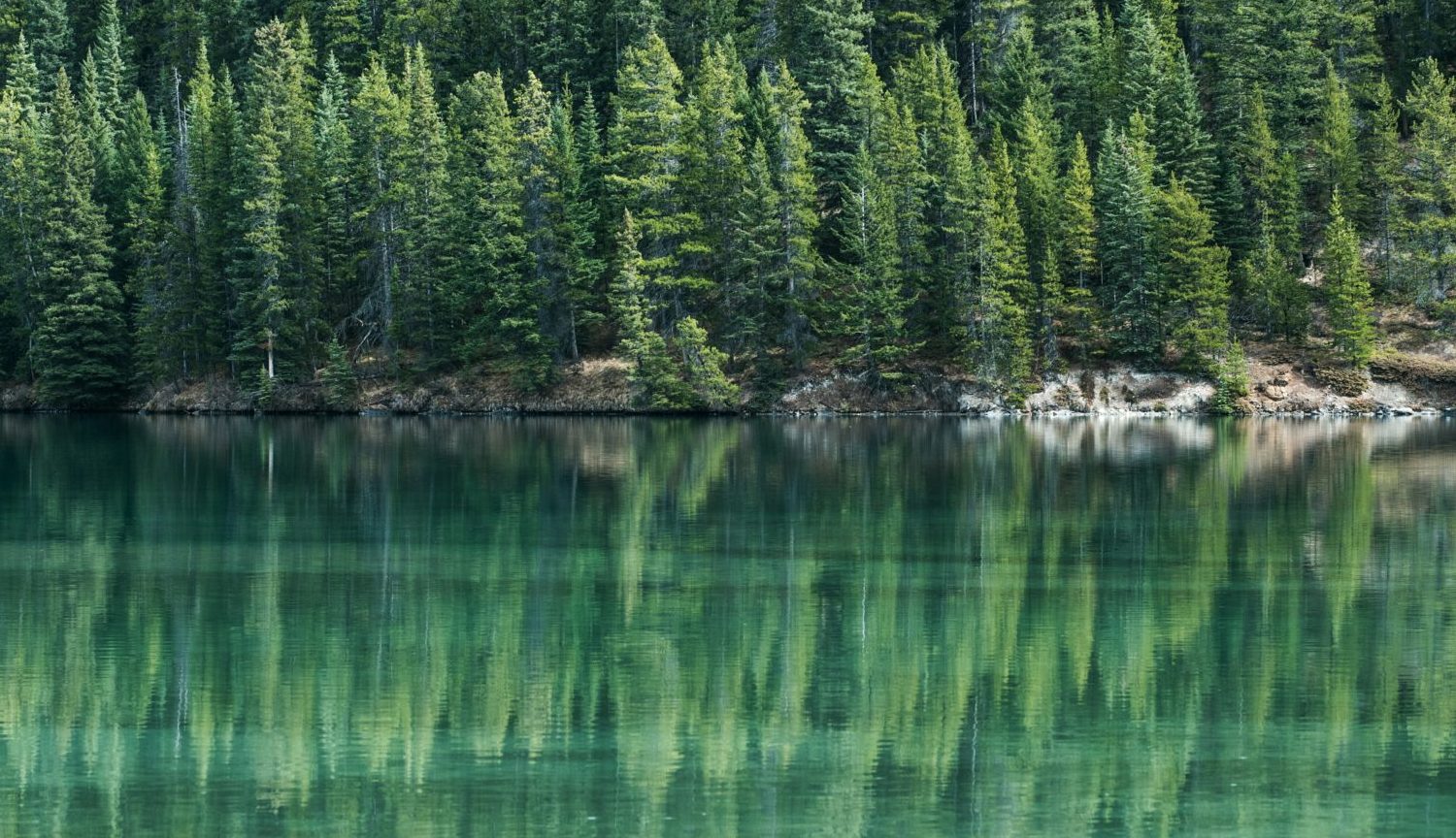 forêt canada