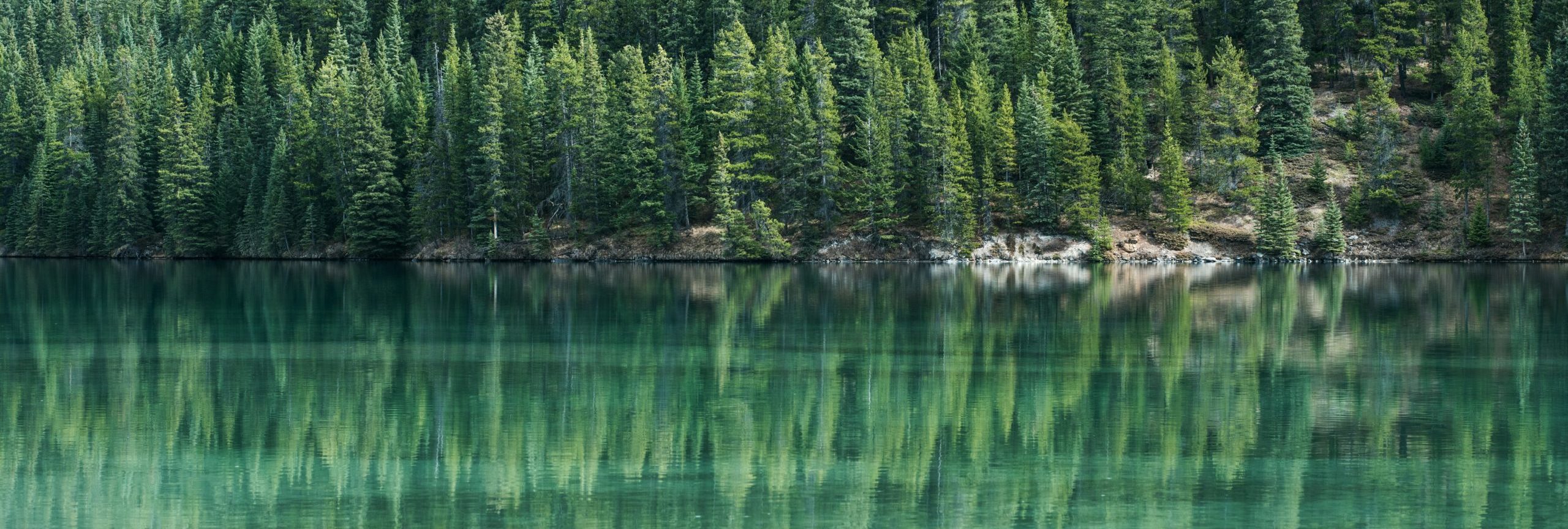 forêt canada