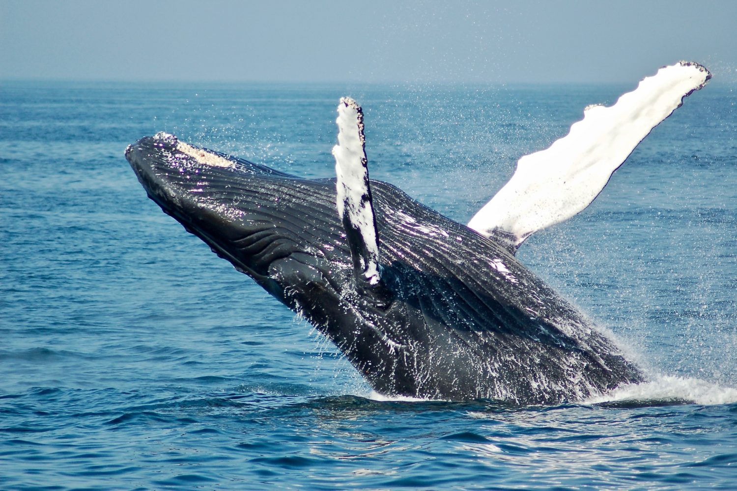 baleine canada