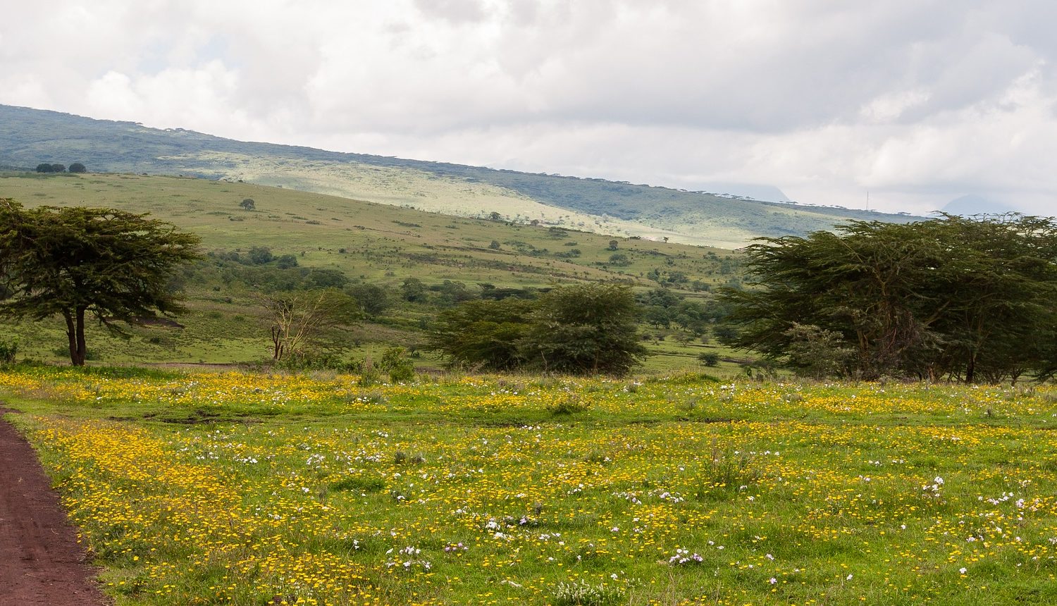 ngorongoro