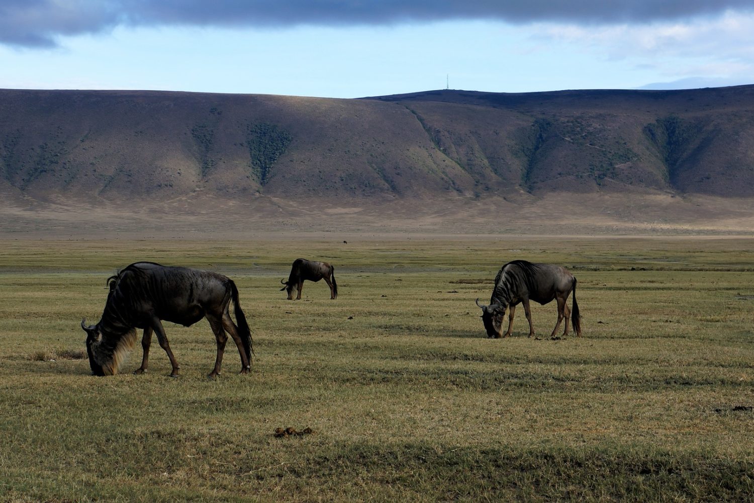 ngorongoro