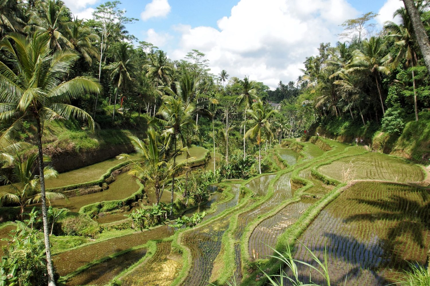 Ubud